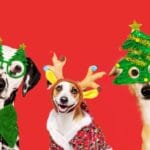 3 dogs wearing reindeer antlers and Christmas Tree decorations