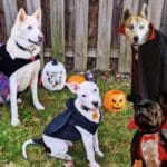 4 Dogs dressed as bats and vampires