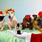 4 dogs wearing Christmas hats. Santas arm is in front of them holding a small trophy for Christmas Dog Games