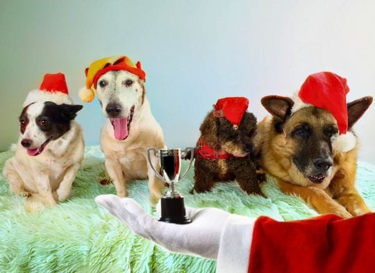 4 dogs wearing Christmas hats. Santas arm is in front of them holding a small trophy for Christmas Dog Games