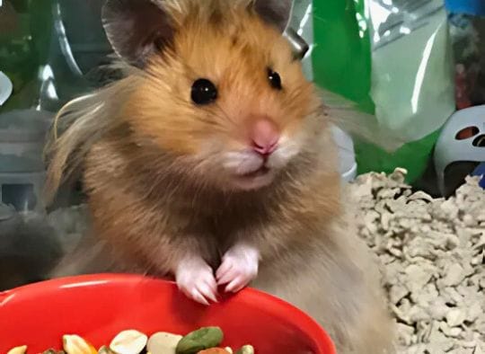 Close up of Hamster Mooksie