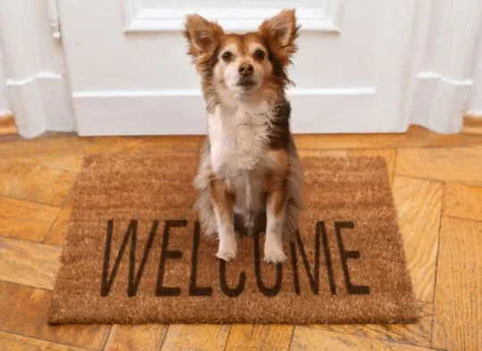 small dog on welcome mat