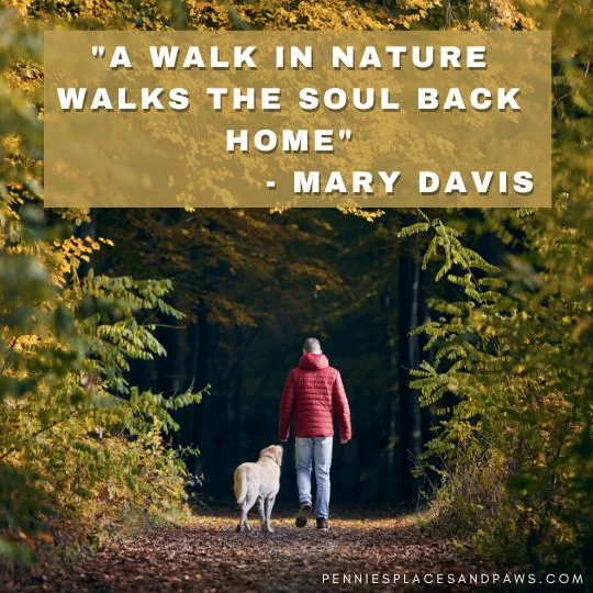 "A walk in nature walks the soul back home"