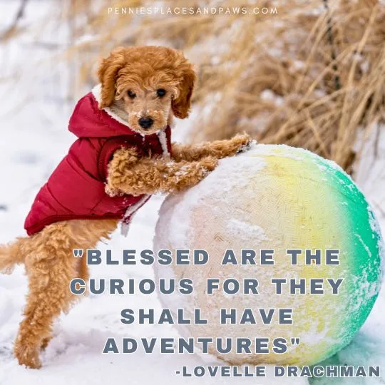 "Blessed are the curious for they shall have adventures"