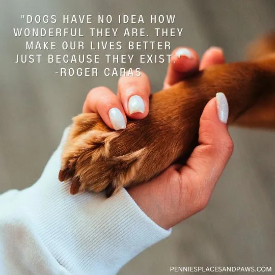 "Dogs have no idea how wonderful they are. They make our lives better just because they exist."- Roger Caras