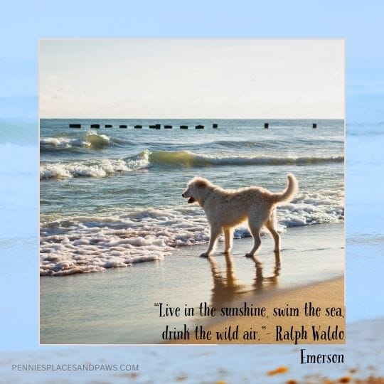 “Live in the sunshine, swim the sea, drink the wild air.”– Ralph Waldo Emerson