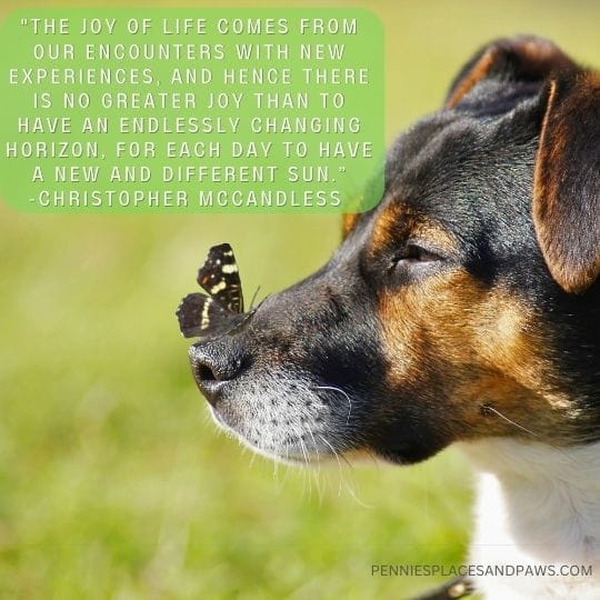 "The joy of life comes from our encounters with new experiences, and hence there is no greater joy than to have an endlessly changing horizon, for each day to have a new and different sun.” -christopher McCandless