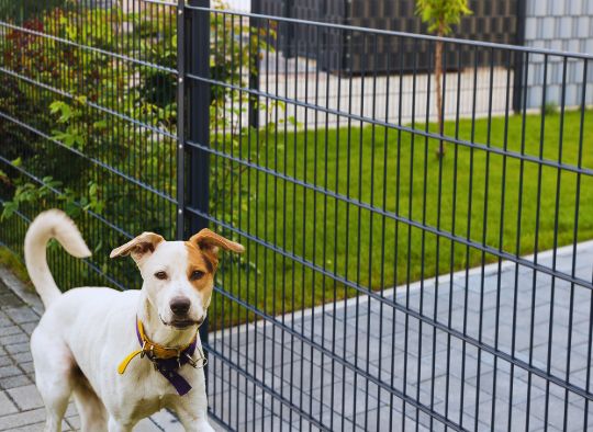 Dog walking on one side of a temporary fence