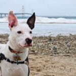 Francis puppy in front of Mackinaw bridge