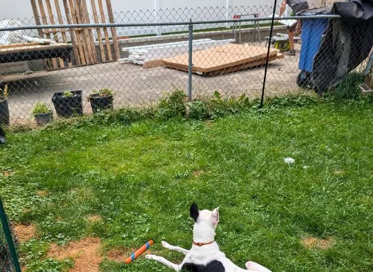Dog watching workers on the other side of a temporary Chain link Fence