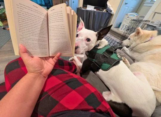 2 dogs sitting next to a person reading a book on a couch, one dog is looking at book