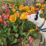 dog smelling tulips at Garvin Woodland Gardnes