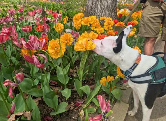 dog smelling tulips at Garvin Woodland Gardnes