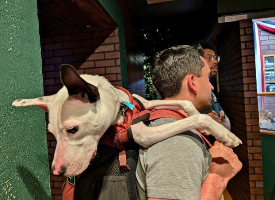 dog in backpack looking towards ground in Gangster Museum of America