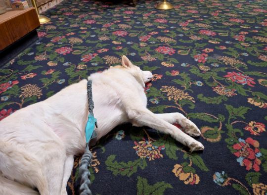 dog sleeping on carpet in Gangster Museum of America