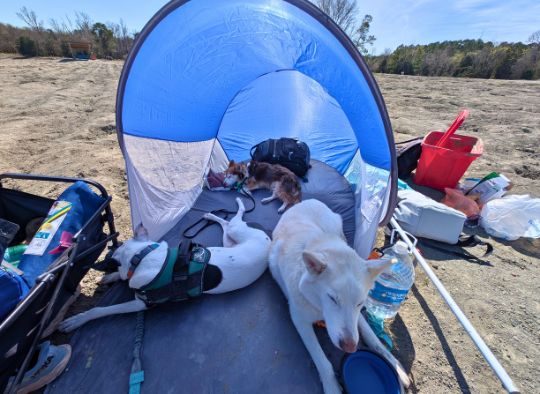 3 dogs in a shade tent at Crater of Diamonds State Park