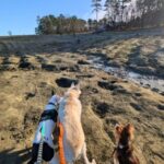 3 dogs looking out over the diamond search area at Crater of Diamonds State park