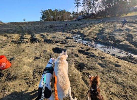 3 dogs looking out over the diamond dig area at Crater Diamond
