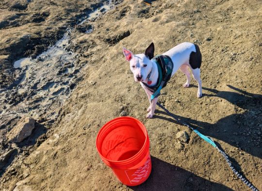 dog next to bucket and running water in Crater of Diamonds State Park