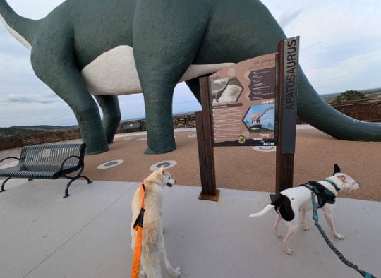Small dog on a designed floor at Dinosaur Park
