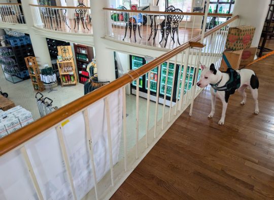 Dog looking down to the first floor of the Mountain Valley Spring Water Visitor Center