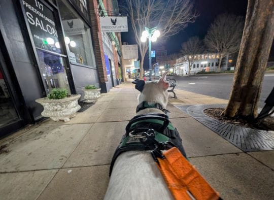 Dog walking along Central Avenue in Hot Springs Arkansas at night