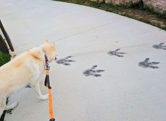Husky walking over a small set of dinosaur prints at DInosaur Park