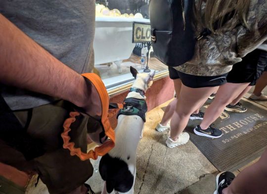 Puppy staring inside empty store on Hot Springs Haunted Tours