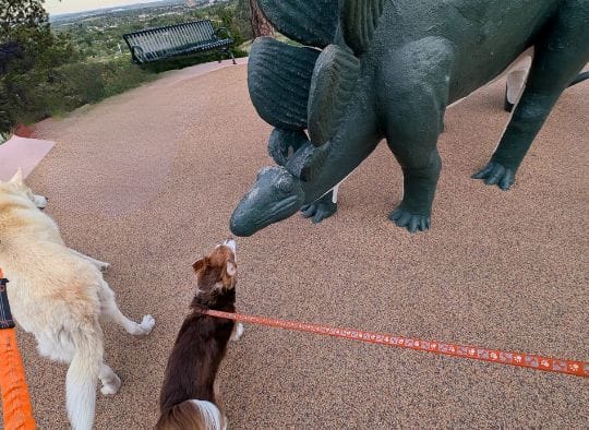 Small dog nose to nose with a dinosaur statue