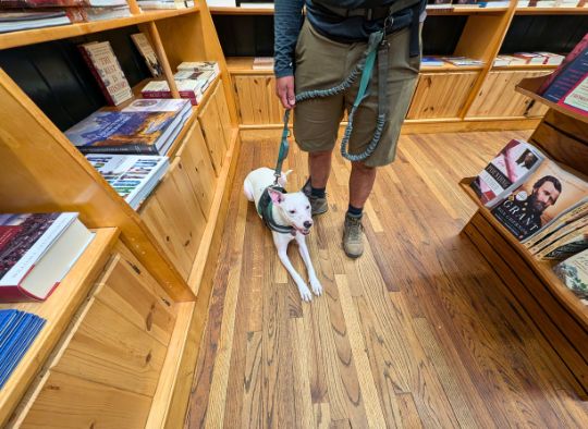 Dog laying down in book store at Wall Drug