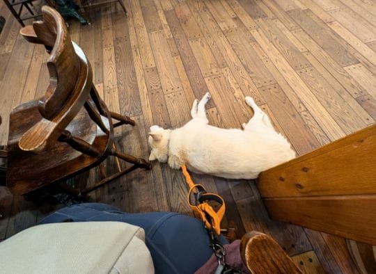 Dog laying on floor in seating area outside of the restaurant at Wall Drug