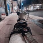 Dog looking down an empty street at night