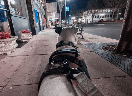 Dog looking down an empty street at night