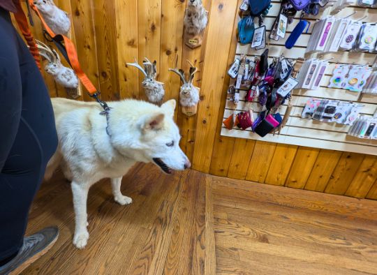 dog next to Jackelope display