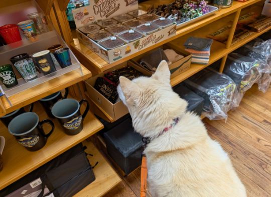 husky looking at shelf in Wall Drug Store