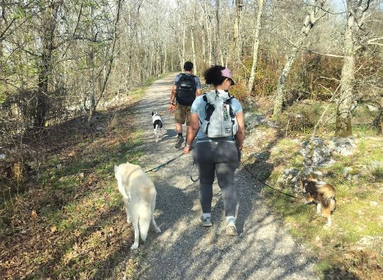 3 dogs being walked by two people on one of the trails in Hot Springs National Park