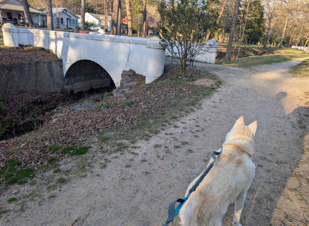 Husky walking the Whittington Trail in Hot Springs National Park