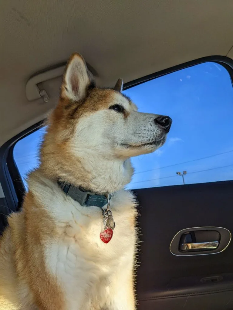 Dog Remington inside car next to window