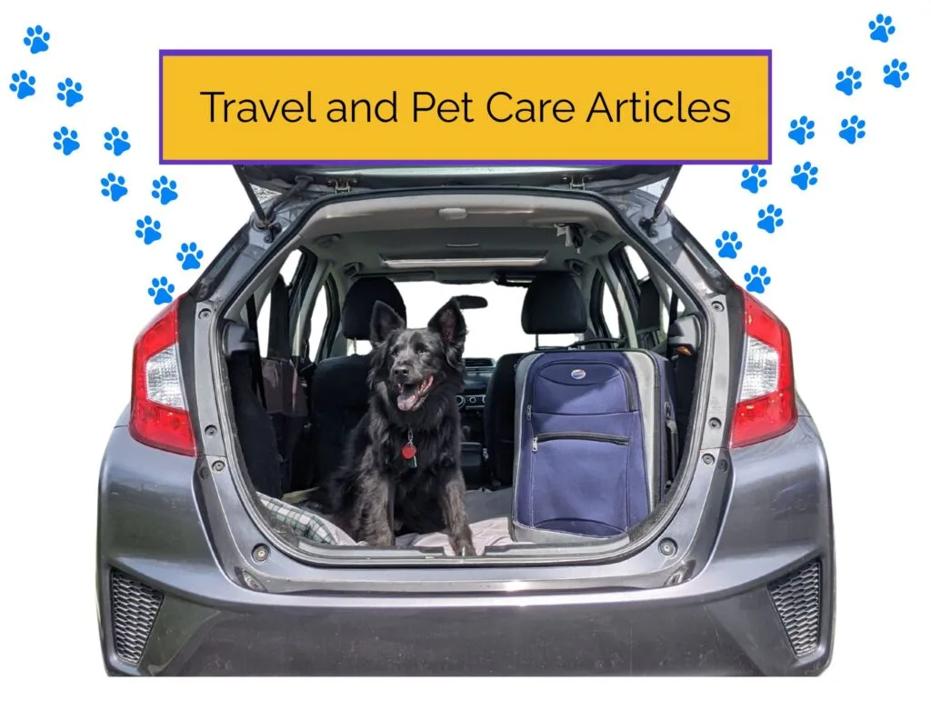 Dog next to a suitcase in the back of a car