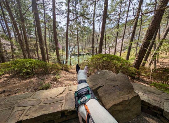 Black and White Dog looking over an outcrop in the Garvan Woodland Gardens