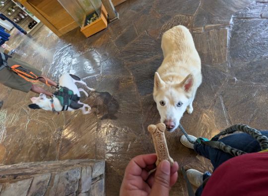 Dog getting treat inside the Garvan Gardens Welcome Center