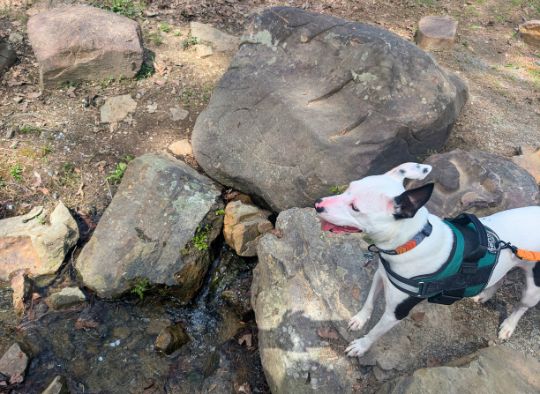 Dog standing over a pond area in Garvan Woodland Gardens