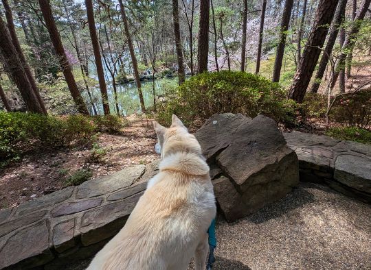Husky looking over an outcrop in the Garvan Woodland Gardens
