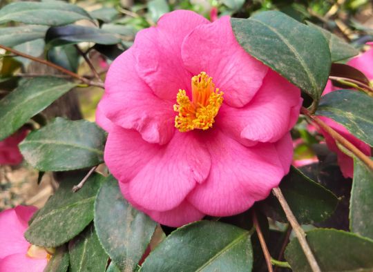 close up of a pink flower