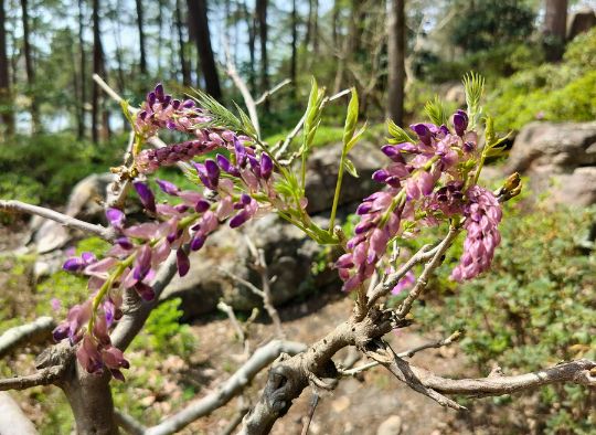 close up of purple blooms on a tree
