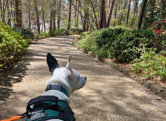 dog on pathway in the Woodland Gardens