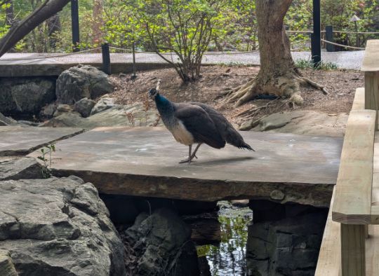 female peacock near entrance of Garvan Woodland Gardens