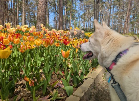 husky looking out on tulip field