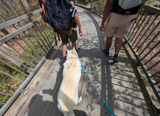 husky walking on walkway behind two people on a path in Garvan Gardens