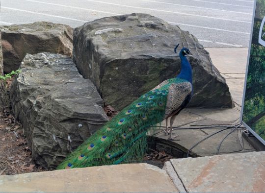 male peacock near entrance of Garvan Woodland Gardens